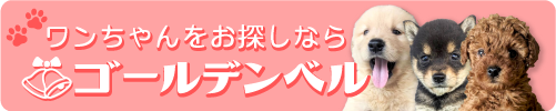 かわいいワンちゃんはゴールデンベル