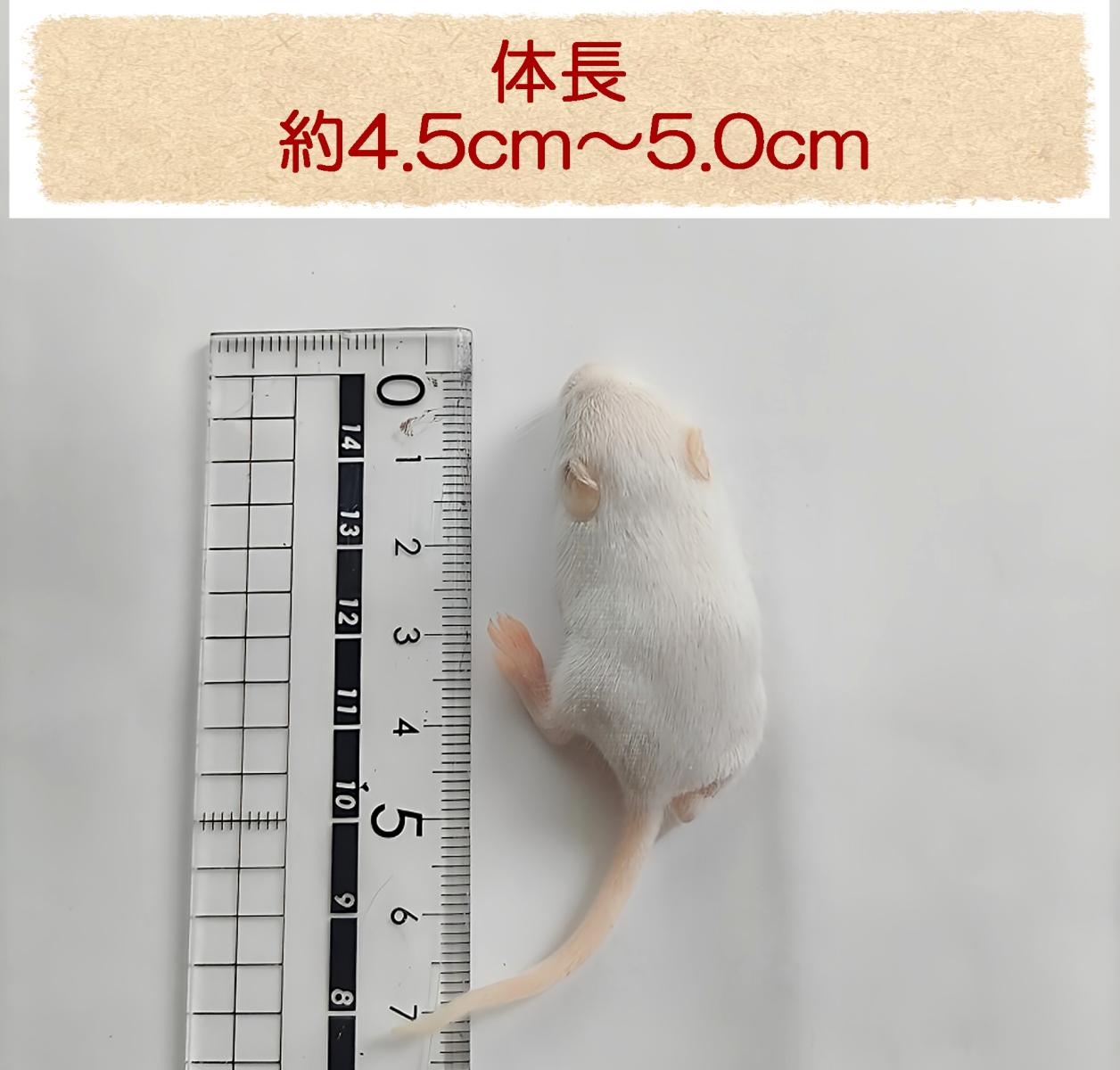 国産冷凍マウス ホッパー 50匹（一部地域発送不可） - 爬虫類・両生類 