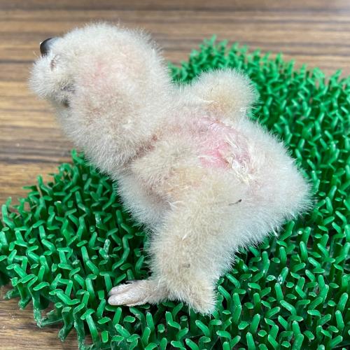 2022-12-19入荷 ベンガルワシミミズクの販売情報イメージ5