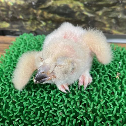 2022-12-24入荷 ベンガルワシミミズクの販売情報イメージ4