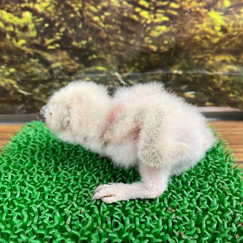 ベンガルワシミミズクイメージ
