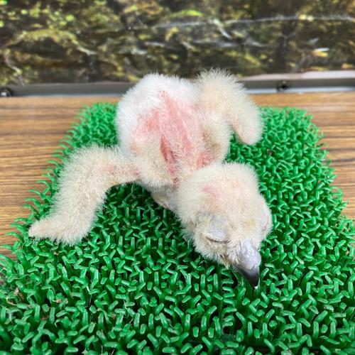 2022-12-24入荷 ベンガルワシミミズクの販売情報イメージ2