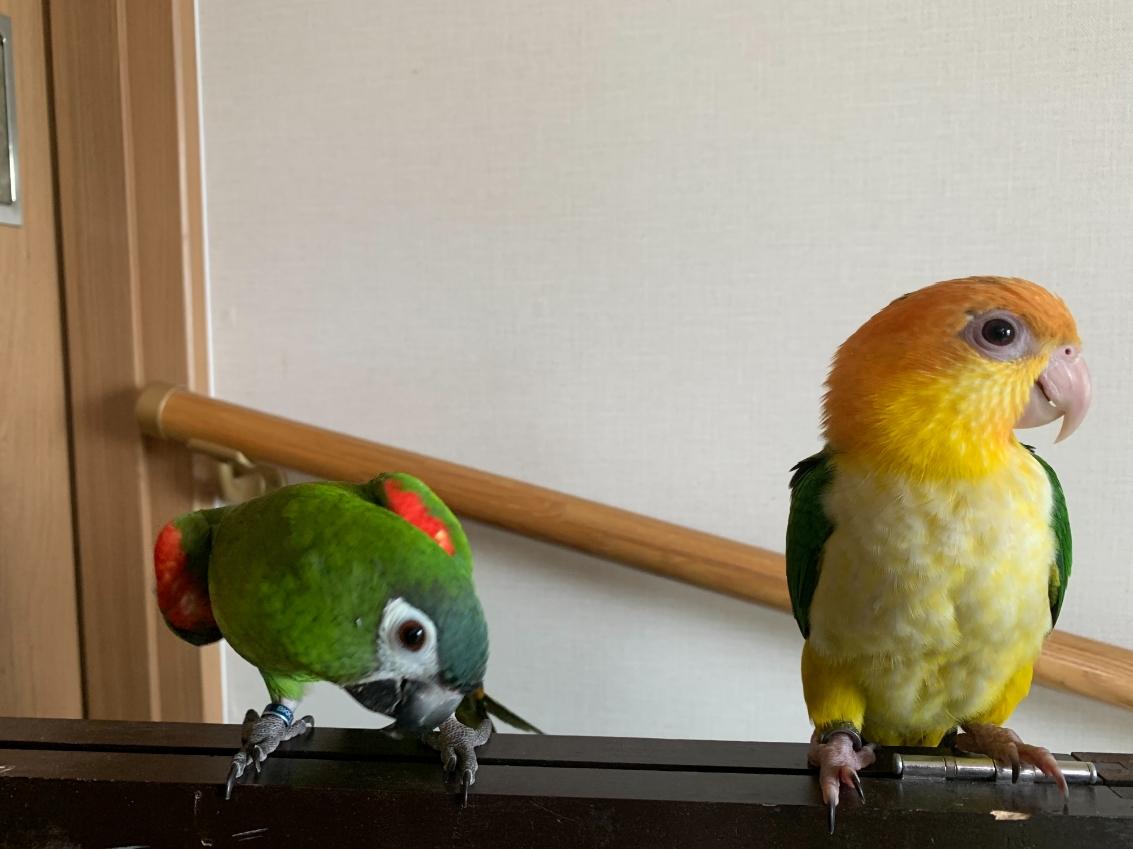 生体販売 シロハラインコ フクロウ ワシ タカ ハヤブサなど猛禽類の販売 繁殖 楽鳥園