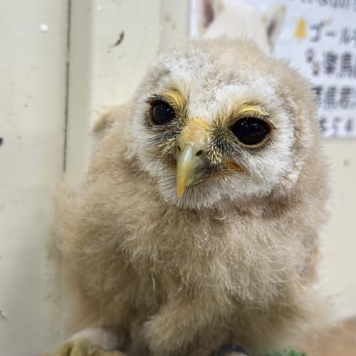 ナンベイヒナフクロウ