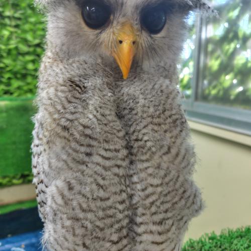 マレーワシミミズクイメージ