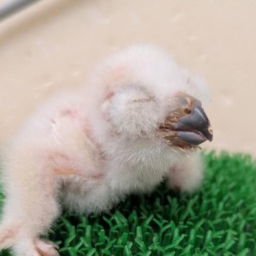 マゼランワシミミズクイメージ