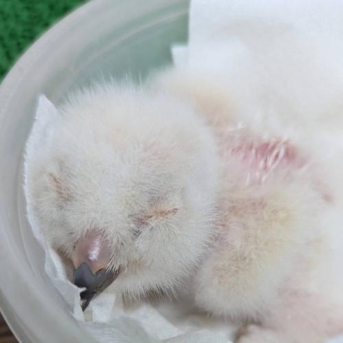 マゼランワシミミズクイメージ