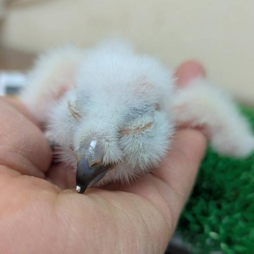 マゼランワシミミズクイメージ