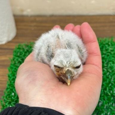 アフリカオオコノハズクイメージ