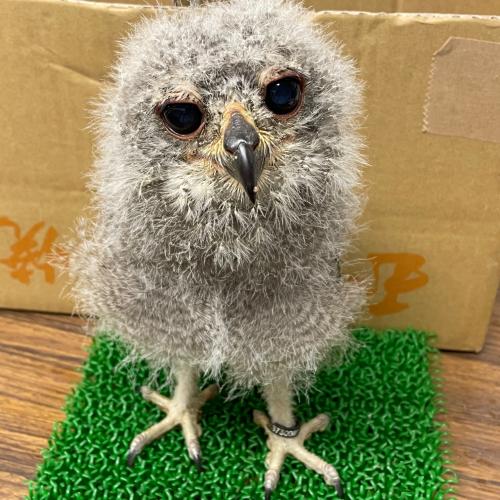 2022-05-15入荷 アビシニアンワシミミズクの販売情報イメージ3