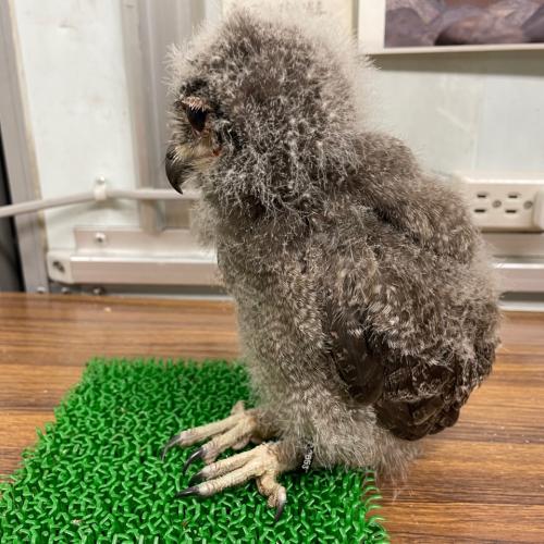 2022-05-14入荷 アビシニアンワシミミズクの販売情報イメージ2