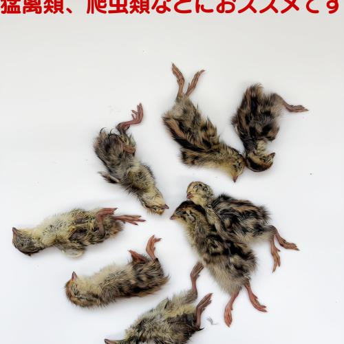 冷凍ウズラ 冷凍ヒナウズラの販売情報イメージ4