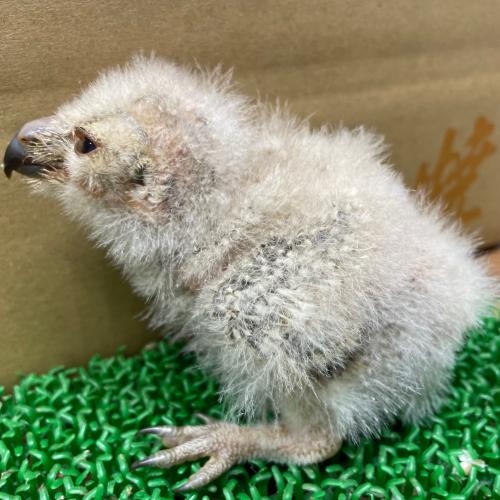 2022-06-25入荷 アビシニアンワシミミズクの販売情報イメージ7