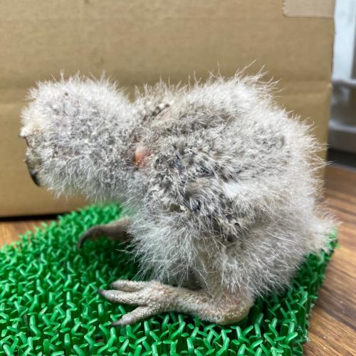2022-06-25入荷 アビシニアンワシミミズクの販売情報イメージ5