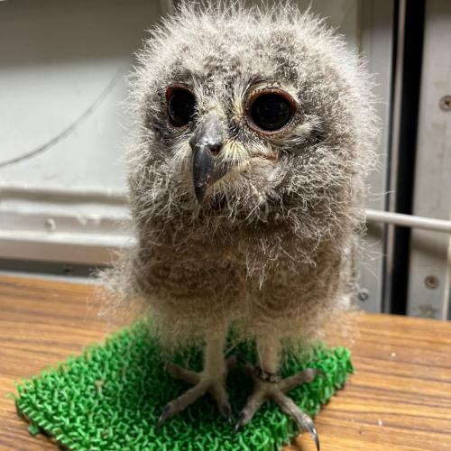 2022-05-31入荷 アビシニアンワシミミズクの販売情報イメージ3