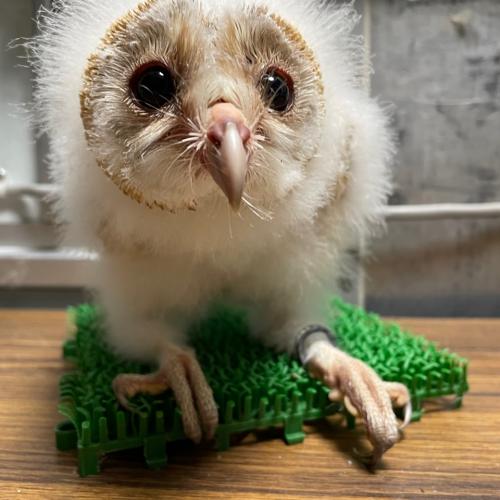 2022-05-25入荷 メンフクロウの販売情報イメージ2