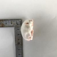 冷凍マウス 国産冷凍ファジーマウス(10匹入)の販売情報イメージ1