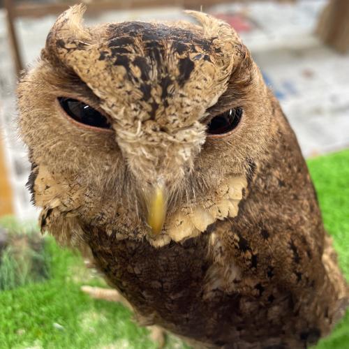 カラードコノハズクイメージ1