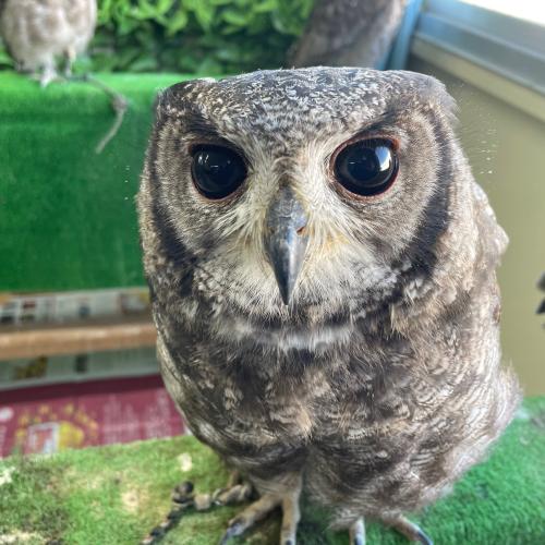 アビシニアンワシミミズクイメージ