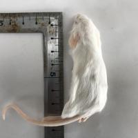 冷凍マウス 国産冷凍マウスアダルトM　10匹の販売情報イメージ1