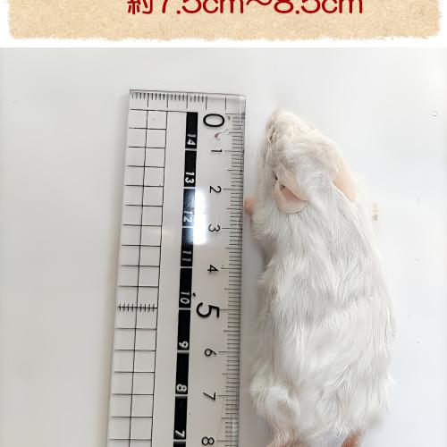冷凍マウス 国産冷凍マウスアダルトM　10匹の販売情報イメージ3