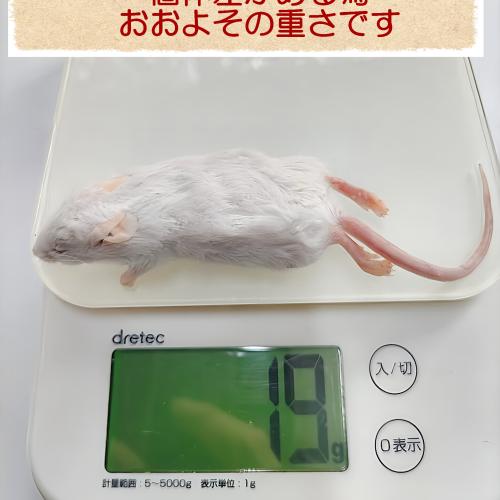 冷凍マウス 国産冷凍マウスアダルトM　10匹の販売情報イメージ4