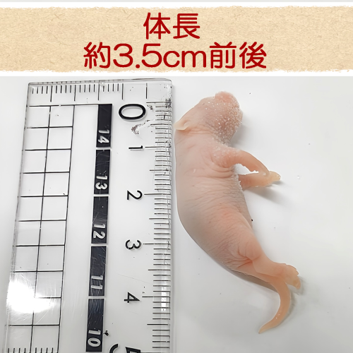 冷凍マウス 国産冷凍ピンクマウスM(10匹入)の販売情報イメージ4
