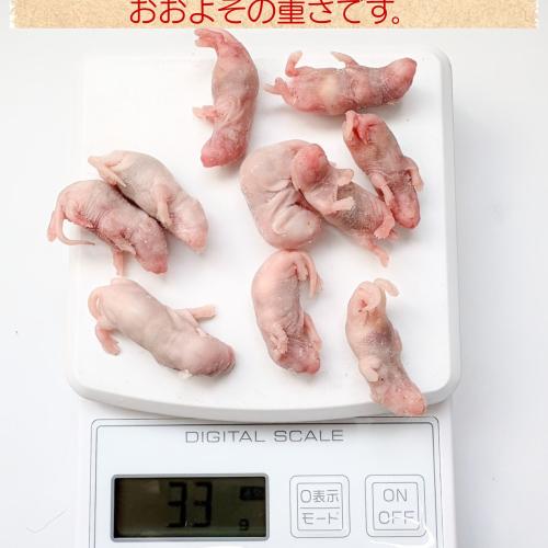 冷凍マウス 外国産冷凍ピンクマウスM(10匹入)の販売情報イメージ2