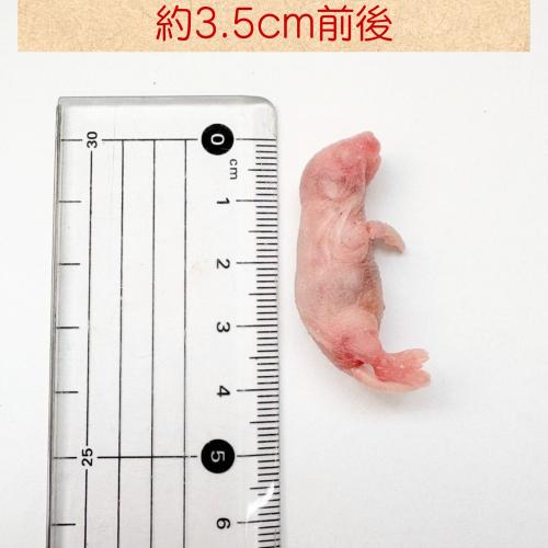 冷凍マウス 外国産冷凍ピンクマウスM(10匹入)の販売情報イメージ3